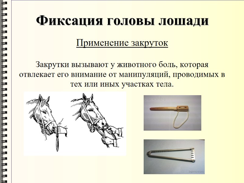 Фиксация головы лошади Применение закруток  Закрутки вызывают у животного боль, которая отвлекает его
